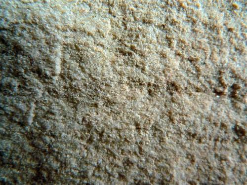 Caliza. La textura se debe a los foraminíferos que la componen, a modo de minúsculos granos.
Vista de una sección perpendicular a la estratificación.
CdV: 3 cm (Autor: Josele)