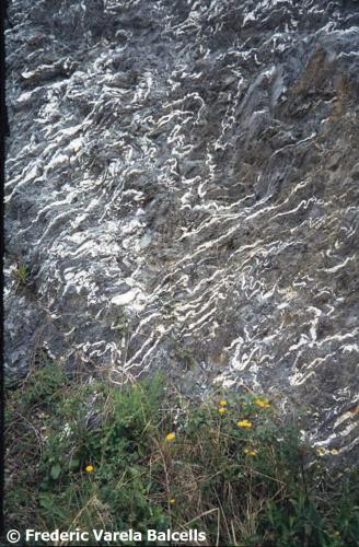 Pizarra con abundantes vetas de cuarzo muy replegados (pliegues ptigmáticos). Detalle.
Paleozoico de la Serralada Prelitoral.
Carretera a La Puda, Esparreguera, Baix Llobregat, Barcelona, Catalunya, España. (Autor: Frederic Varela)