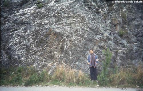 Pizarra con abundantes vetas de cuarzo muy replegados (pliegues ptigmáticos)
Paleozoico de la Serralada Prelitoral.
Carretera a La Puda, Esparreguera, Baix Llobregat, Barcelona, Catalunya, España. (Autor: Frederic Varela)