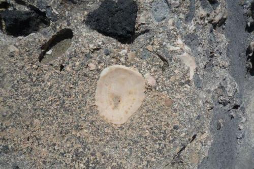 Caliza compactada por el calor de una colada volcánica, a la derecha se puede observar el contacto entre la caliza y el basalto
Costa de Arucas, Gran Canaria
Ancho de imagen 22 cm (Autor: María Jesús M.)