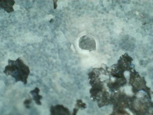Suevita (detalle del mineral azul)
Cráter de Nördlinger-Ries (Baviera, Alemania)
400X
Las costras de mineral azul tienen esta textura microscópica finamente granulada.  Por comparación con otras fotografías, pienso que puede tratarse de la stishovita (un cuarzo tetragonal de alta presión y mayor grado de empaquetamiento en su estructura cristalina). (Autor: prcantos)