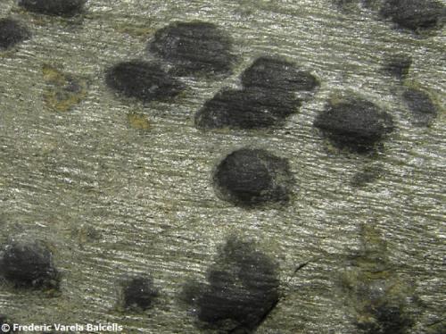 Filita moteada
Riera de Gaià, Viladecavalls, Vallès Occidental,Barcelona, Catalunya, España.
Detalle.
Los nódulos, probablemente de cordierita, han sufrido menos desgaste que la filita, por lo que destacan en relieve sobre ésta. (Autor: Frederic Varela)