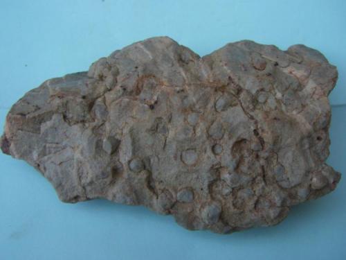 Cuarcita
Sierra de la Mosca - Cáceres - Extremadura - España
11 x 7 cm.
Cuarcita con icnofósiles skolithos. (Autor: Antonio GG)