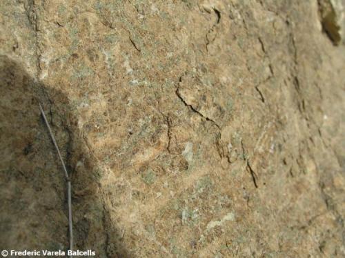 Corneana calcosilicatada. Detalle. (Autor: Frederic Varela)