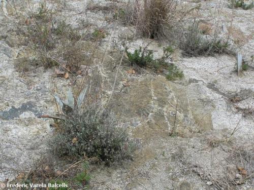 Corneanas paleozoicas en el centro de la imagen, producto del metamorfismo de contacto provocado por la intrusión del granitoide (material más claro). (Autor: Frederic Varela)