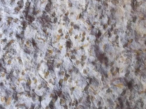 Pizarra mosqueada o moteada
Urbanización el Junquillo-Cáceres-Extremadura-España
Detalle de los nódulos. (Autor: Antonio GG)