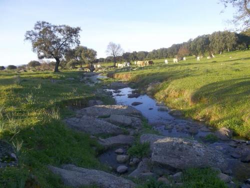 Las dehesas de la zona están muy bonitas en esta época del año. (Autor: Antonio GG)