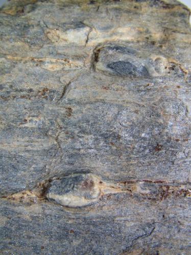 Esquisto con quiastolita (metacorneana con quiastolita)
Charches, Sierra de Baza, Granada, Andalucía, España
4 cm. ancho de campo
Detalle de los porfiroblastos de quiastolita en la roca anterior. (Autor: prcantos)