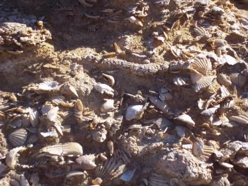 Lumaquela (rocas sedimentarias) con bivalvos
Carretera dirección a los Karst de yeso de Sorbas, Sorbas, Almería, Andalucía, España
Están a lado derecho de la carretera, y están totalmente convertidas en piedra las almejas. (Autor: Jose F. Castro Medina)