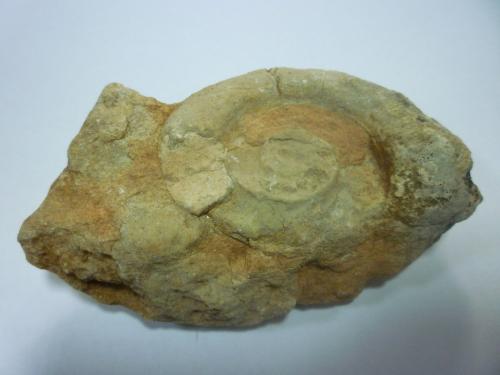 Caliza nodulosa roja
Camino de Otiñar, Jaén, Andalucía, España
100 x 60 x 35 mm
Me parece que es un ammonites del jurasico (Autor: Jose Mª Valderrama Diaz)