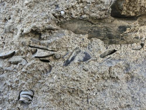 Roca sedimentaria: arenisca con restos fósiles.
Volcanes de la Isleta, Gran Canaria, Islas Canarias, España.
Ancho de imagen 20 cm
Estas rocas están en el mismo nivel que la brecha volcánica. (Autor: María Jesús M.)