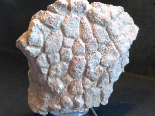 Caliza
Guadalupe, Ubeda, Jaén, Andalucía, España
7 x 6,5 x 3 cm.
Grietas de desecación fosilizadas (Autor: Felipe Abolafia)