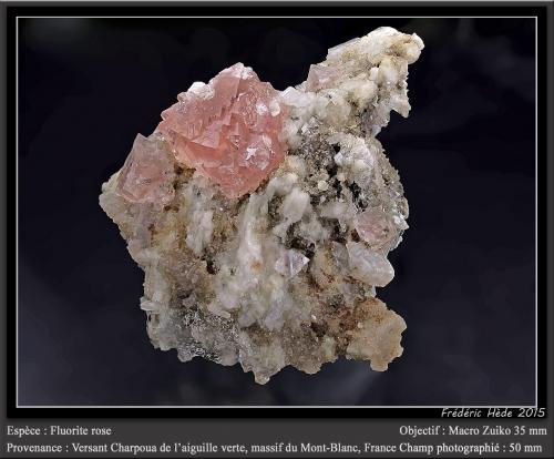 Fluorite on albite<br />Aiguille Verte (lado La Charpoua), Mont Blanc, Chamonix, Haute-Savoie, Auvergne-Rhône-Alpes, Francia<br />fov 50 mm<br /> (Author: ploum)