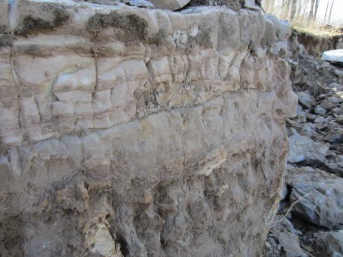 This image shows the sedimentary nature of the Little Falls dolostone. The exposed section is about 5’ high and clearly shows a foamy silicified stromatolithic layer below a finer grained strata. The days digging began to the right of this corner. (Author: vic rzonca)