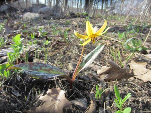 The Trout Lily. (Author: vic rzonca)