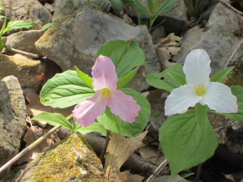 They don’t last very long, going from white, to pink, to wilted in a day it seems. (Author: vic rzonca)