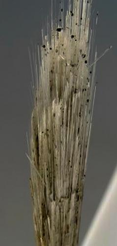 Elpidite<br />Mont Saint-Hilaire, La Vallée-du-Richelieu RCM, Montérégie, Québec, Canada<br />H:5cm x W:0.8cm x D:0.6cm<br /> (Author: Adrian Pripoae)