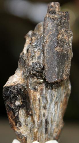 Estaurolita<br />La Dehesilla, Montejo de la Sierra, Comarca Sierra Norte, Comunidad de Madrid, España<br />68 x 45 x 21 mm.<br /> (Autor: José Luis Zamora)
