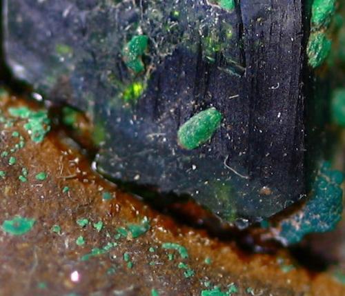 Pseudomalaquita? sobre libethenita<br />Novísimo San Fernando Mine, Cortijo Traslasierra, Oliva de Mérida, Comarca Tierra de Mérida-Vegas Bajas, Badajoz, Extremadura, Spain<br />Encuadre: 5 mm<br /> (Autor: Manuel Mesa)