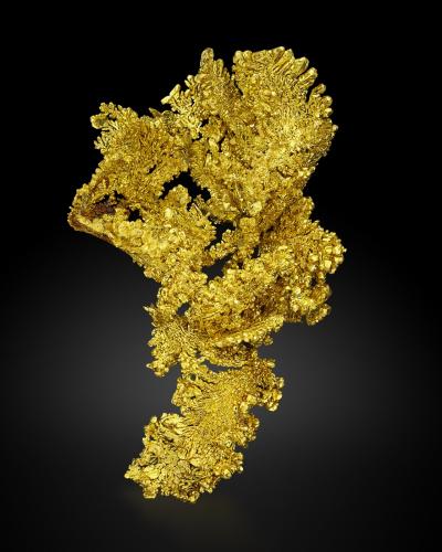 Gold<br />Mina Mockingbird, Zona Colorado, Distrito Whitlock, Mother Lode Belt, Condado Mariposa, California, USA<br />14,0 x 11,0 x 12,5 cm<br /> (Author: MIM Museum)