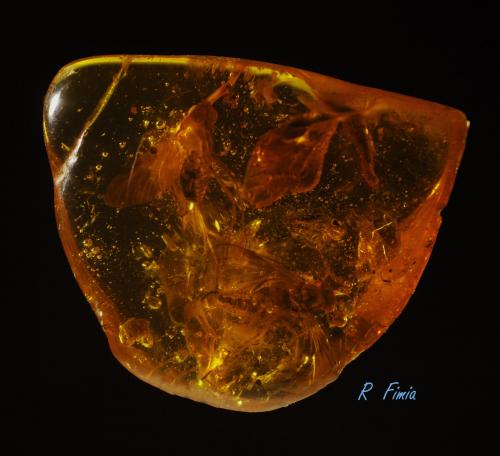 ámbar<br />Mar Báltico, Ciudad de Gdansk, Polonia<br />3 X 3 X 1 cm<br /> (Autor: Ricardo Fimia)
