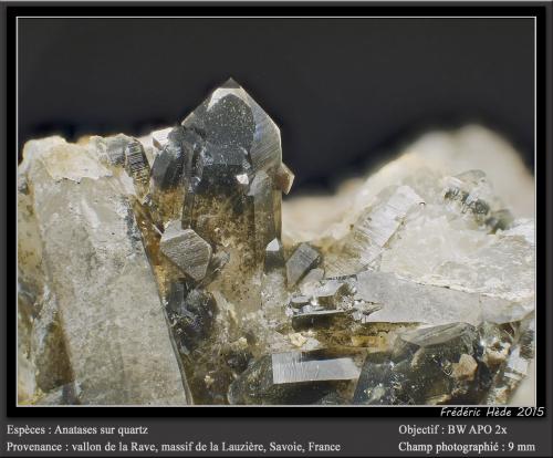 Anatase on Quartz<br />Vallon de la Rave, Macizo La Lauzière, Saint-Jean-de-Maurienne, Saboya, Auvergne-Rhône-Alpes, Francia<br />fov 9 mm<br /> (Author: ploum)