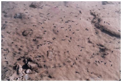 Así es como se encontraba la superficie de la zona donde salieron esos yesos. Por este motivo se le bautizó como "Geoda del Renacuajo". Cuando cesaron las lluvias y se secó el terreno, se formó un agujero en el suelo y apareció la enorme geoda. Esta foto fue tomada en febrero 2001. En la foto se puede observar ya algún que otro yeso. (Autor: Rafa Muñoz(mineralvarado))
