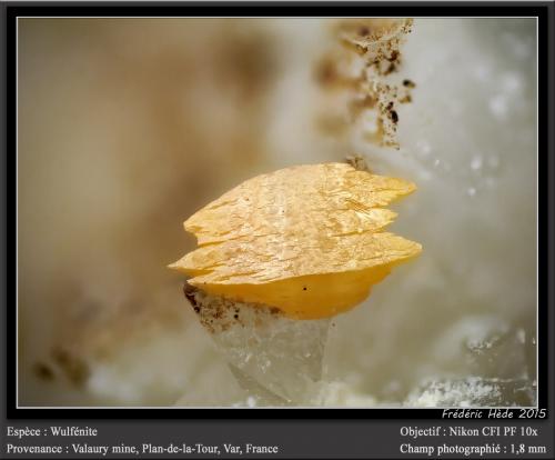 Wulfenite<br />Mina Valaury, Plan-de-la-Tour, Draguignan, Var, Provence-Alpes-Côte d'Azur, Francia<br />fov 1.8 mm<br /> (Author: ploum)