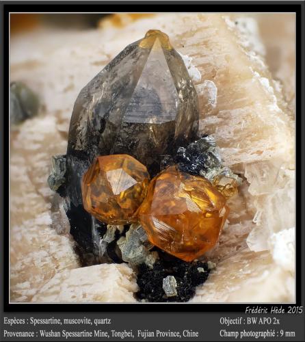 Spessartine, Quartz and Muscovite<br />Wushan Spessartine prospects, Tongbei, Yunxiao, Zhangzhou Prefecture, Fujian Province, China<br />fov 9 mm<br /> (Author: ploum)