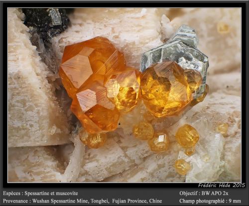 Spessartine and Muscovite<br />Wushan Spessartine prospects, Tongbei, Yunxiao, Zhangzhou Prefecture, Fujian Province, China<br />fov 9 mm<br /> (Author: ploum)