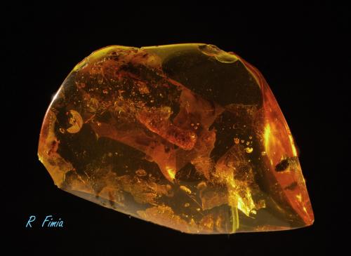 ámbar<br />Mar Báltico, Bahía Gdańsk, Gdańsk, Pomerania, Polonia<br />4 x 3 x 1,5 cm<br /> (Autor: Ricardo Fimia)