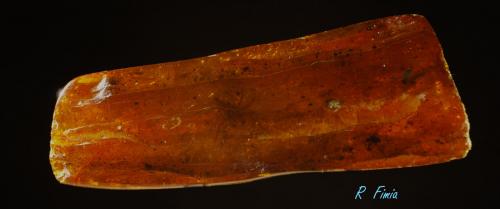 ámbar<br />Mar Báltico, Bahía Gdańsk, Gdańsk, Pomerania, Polonia<br />6  X  1,5  X  1,4  cm<br /> (Autor: Ricardo Fimia)