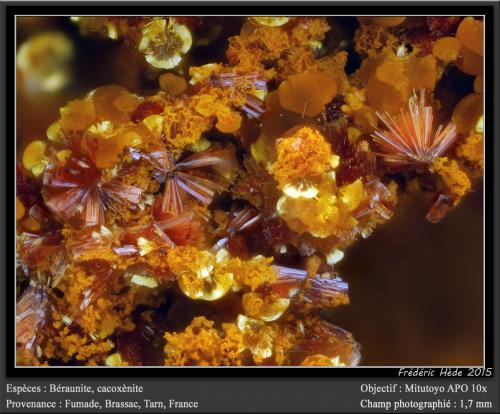 Beraunite and Cacoxenite<br />Fumade, Castelnau-de-Brassac, Tarn, Occitanie, Francia<br />fov 1,7 mm<br /> (Author: ploum)