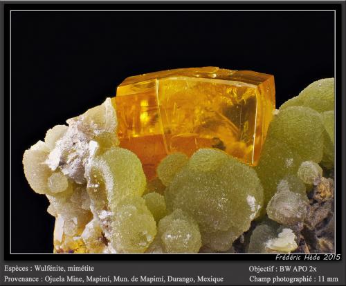 Wulfenite on Mimetite<br />Ojuela Mine, Mapimí, Municipio Mapimí, Durango, Mexico<br />fov 11 mm<br /> (Author: ploum)
