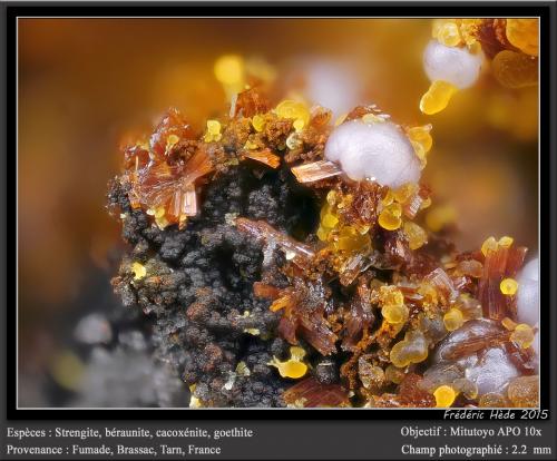 Strengite, Beraunite and Cacoxenite<br />Fumade, Castelnau-de-Brassac, Tarn, Occitanie, Francia<br />fov 2.2 mm<br /> (Author: ploum)