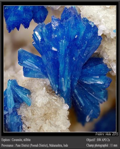 Cavansite and Stilbite<br />Pune District (Poonah District), Maharashtra, India<br />fov 11 mmm<br /> (Author: ploum)