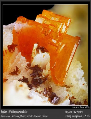 Wulfenite and Vanadinite<br />Mibladen (distrito minero Mibladen), Midelt, Provincia Midelt, Región Drâa-Tafilalet, Marruecos<br />fov 4.5 mm<br /> (Author: ploum)