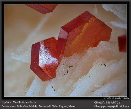 Vanadinite on Barite<br />Mibladen (distrito minero Mibladen), Midelt, Provincia Midelt, Región Drâa-Tafilalet, Marruecos<br />fov 4.5 mm<br /> (Author: ploum)