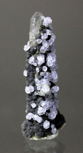 Fluorite, Quartz<br />Minas da Panasqueira, level 0, Aldeia de São Francisco de Assis, Covilhã, Castelo Branco, Cova da Beira, Centro, Portugal<br />5.6 x 2.1 cm<br /> (Author: Don Lum)