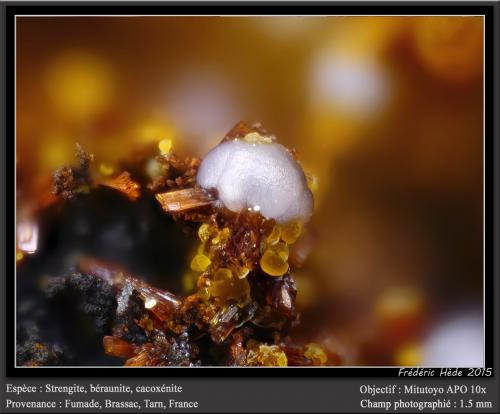 Strengite, Beraunite and Cacoxenite<br />Fumade, Castelnau-de-Brassac, Tarn, Occitanie, Francia<br />fov 1.5 mm<br /> (Author: ploum)