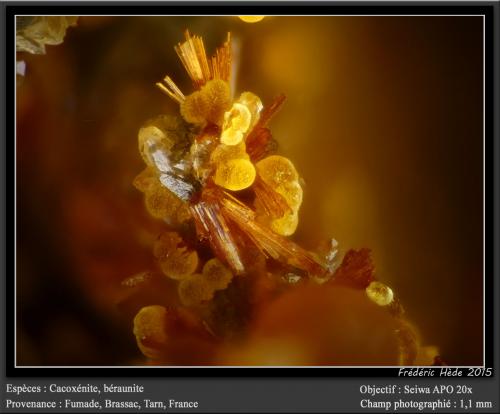 Cacoxenite and Beraunite<br />Fumade, Castelnau-de-Brassac, Tarn, Occitanie, France<br />fov 1.1 mm<br /> (Author: ploum)