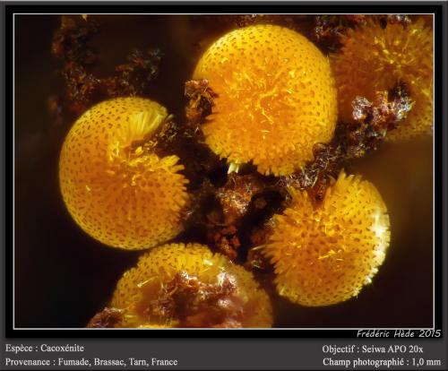 Cacoxenite<br />Fumade, Castelnau-de-Brassac, Tarn, Occitanie, France<br />fov 1.0 mm<br /> (Author: ploum)