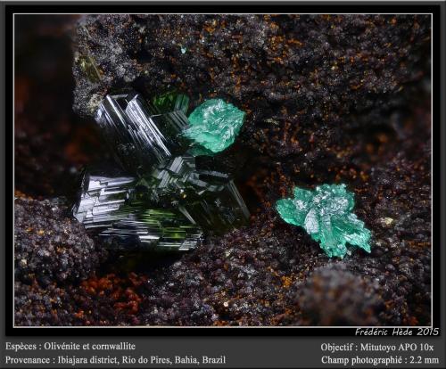 Olivenite and Cornwallite<br />Distrito Ibiajara, Rio do Pires, Bahia, Región Nordeste, Brasil<br />fov 2.2 mm<br /> (Author: ploum)