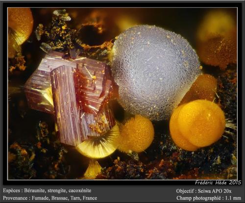 Beraunite, Strengite and Cacoxenite<br />Fumade, Castelnau-de-Brassac, Tarn, Occitanie, Francia<br />fov 1.1 mm<br /> (Author: ploum)