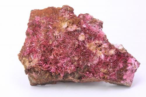 Eritrina<br />Mina Tizi, Distrito minero Bou Azzer, Provincia Zagora, Región Drâa-Tafilalet, Marruecos<br />55 x 35x 10 mm<br /> (Autor: Iván Blanco (PDM))