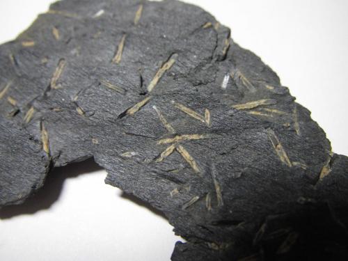 Pizarra con quiastolita<br />Phyllite outcrops, Münchberg Metamorphic complex, Gefrees, Bayreuth, Oberfranken, Bavaria/Bayern, Germany<br />4''5 cm. ancho de campo<br /> (Autor: prcantos)
