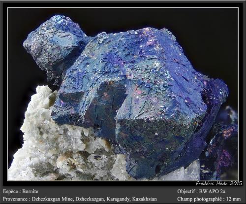 Bornite<br />Dzhezkazgan Mine, Dzhezkazgan, Karaganda Region, Kazakhstan<br />fov 12 mm<br /> (Author: ploum)