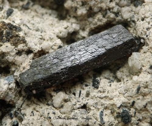 Ferro-hornblenda<br />Torre del Rayo, Punta del Rayo, Carboneras, Comarca Levante Almeriense, Almería, Andalucía, España<br />Encuadre 22 mm.<br /> (Autor: Rafael Galiana)