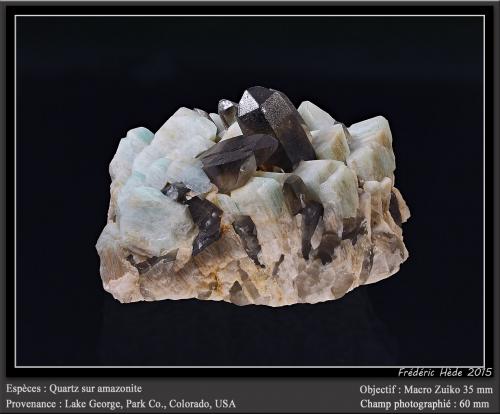 Microcline (variety amazonite) and Quartz (variety smoky)<br />Lake George, Park County, Colorado, USA<br />fov 60 mm<br /> (Author: ploum)