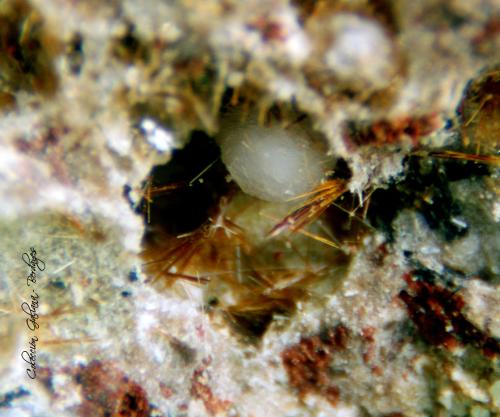 Yuanfuliita<br />Nuestra Señora del Carmen Mines, La Celia, Jumilla, Comarca Altiplano, Region of Murcia (Murcia), Spain<br />Encuadre de la fotografía 3 mm.<br /> (Autor: Rafael Galiana)